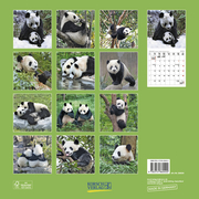 Pandas 2024 - Abbildung 13