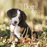 Dogs 2023 - Cover