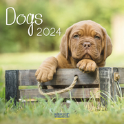 Dogs 2024 - Cover