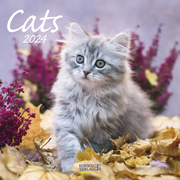 Cats 2024 - Cover