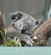 Koalas 2024 - Abbildung 1