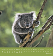 Koalas 2024 - Abbildung 4