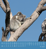 Koalas 2024 - Abbildung 5