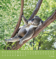Koalas 2024 - Abbildung 7