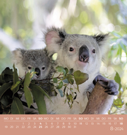 Koalas 2024 - Abbildung 8