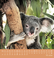 Koalas 2024 - Abbildung 10