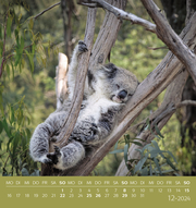 Koalas 2024 - Abbildung 12