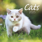 Cats 2025 - Cover