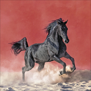 Horses 2025 - Abbildung 2