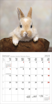 Kaninchen 2025 - Abbildung 1