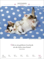 Literaturkalender Katzen 2025 - Illustrationen 11