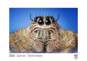 Spinnen - Kleine Weber 2020 - White Edition - Timokrates Kalender, Wandkalender, Bildkalender - DIN A4 (ca. 30 x 21 cm)