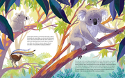 Der kleine Koala - Zu Hause im Eukalyptus - Abbildung 3