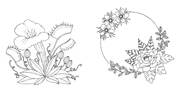 Tropical Flowers - Exotische Blumen- und Pflanzen-Motive ausmalen - Abbildung 8