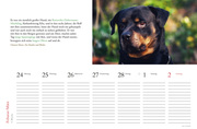 Literarischer Tischkalender Hunde 2025 - Illustrationen 1