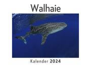 Walhaie (Wandkalender 2024, Kalender DIN A4 quer, Monatskalender im Querformat mit Kalendarium, Das perfekte Geschenk)