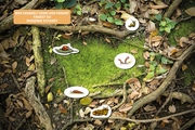 Lesen + Stickern. Entdecke die Tiere im Wald - Abbildung 2