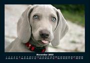 Hunde Kalender 2022 Fotokalender DIN A4 - Abbildung 3