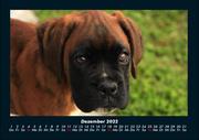 Hunde Kalender 2022 Fotokalender DIN A4 - Abbildung 4