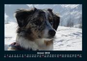 Hunde Kalender 2022 Fotokalender DIN A4 - Abbildung 5