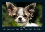 Hunde Kalender 2022 Fotokalender DIN A4 - Abbildung 8