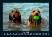 Hunde Kalender 2022 Fotokalender DIN A4 - Abbildung 9