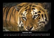 Tiger 2022 Fotokalender DIN A3 - Abbildung 1