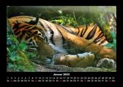 Tiger 2022 Fotokalender DIN A3 - Abbildung 5