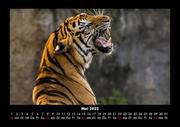Tiger 2022 Fotokalender DIN A3 - Abbildung 9