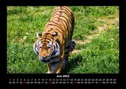 Tiger 2022 Fotokalender DIN A3 - Abbildung 10