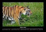Tiger 2022 Fotokalender DIN A3 - Abbildung 12