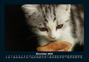 Für Katzenfreunde 2024 Fotokalender DIN A4 - Abbildung 3