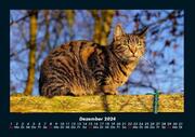 Für Katzenfreunde 2024 Fotokalender DIN A4 - Abbildung 4