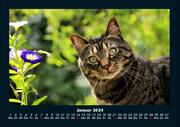 Für Katzenfreunde 2024 Fotokalender DIN A4 - Abbildung 5