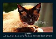 Für Katzenfreunde 2024 Fotokalender DIN A4 - Abbildung 8