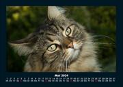 Für Katzenfreunde 2024 Fotokalender DIN A4 - Abbildung 9