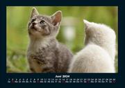 Für Katzenfreunde 2024 Fotokalender DIN A4 - Abbildung 10