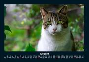 Für Katzenfreunde 2024 Fotokalender DIN A4 - Abbildung 11