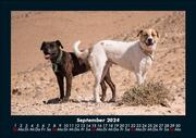 Hunde 2024 Fotokalender DIN A5 - Abbildung 1