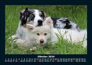 Hunde 2024 Fotokalender DIN A5 - Abbildung 2