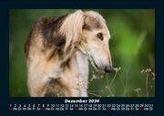 Hunde 2024 Fotokalender DIN A5 - Abbildung 4