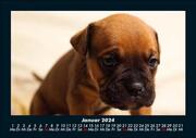 Hunde 2024 Fotokalender DIN A5 - Abbildung 5