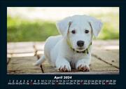 Hunde 2024 Fotokalender DIN A5 - Abbildung 8