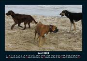 Hunde 2024 Fotokalender DIN A5 - Abbildung 10