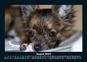 Hunde 2024 Fotokalender DIN A5 - Abbildung 12