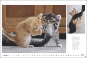MultikulTiger - Der Whiskas Katzenkalender 2024 - Illustrationen 2