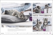 MultikulTiger - Der Whiskas Katzenkalender 2024 - Abbildung 3