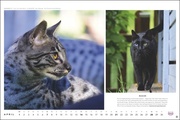 MultikulTiger - Der Whiskas Katzenkalender 2024 - Illustrationen 4
