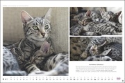 MultikulTiger - Der Whiskas Katzenkalender 2024 - Illustrationen 5