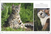 MultikulTiger - Der Whiskas Katzenkalender 2024 - Illustrationen 6